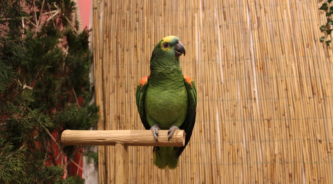 И зеленый попугай…